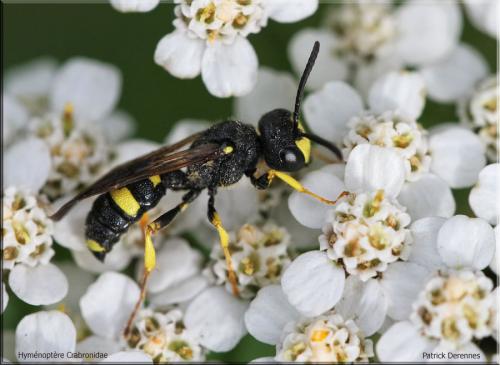 Réf. 88 417 : Cerceris rybyensis