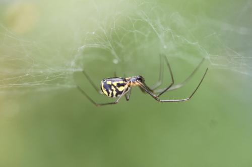 Neriene radiata