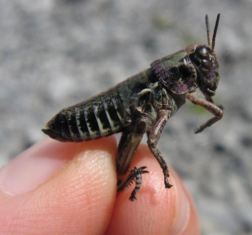 Réf. 88 949 : Cophopodisma pyrenaea