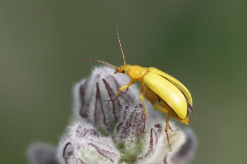 Réf. 88 718 : Cteniopus sulphureus