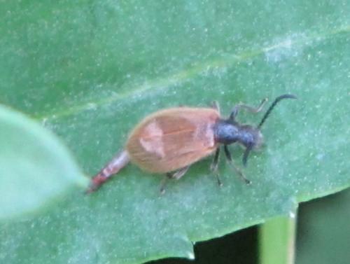 Lagria sp.