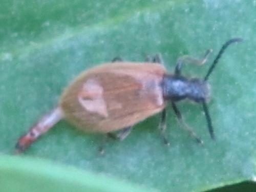 Lagria sp.