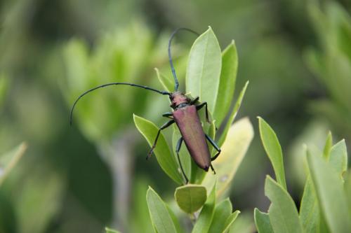 Aromia moschata