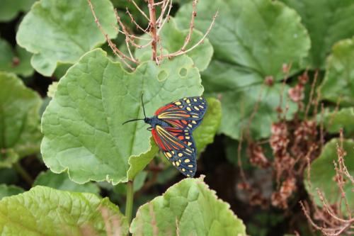 Campylotes sp.