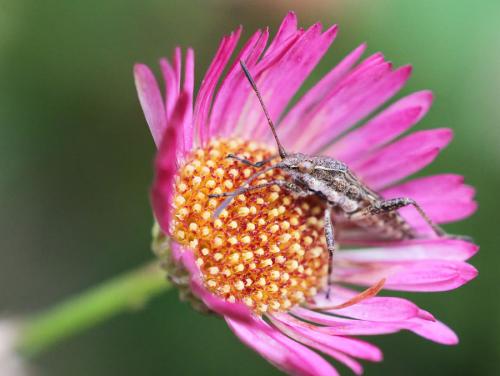 Stictopleurus punctatonervosus