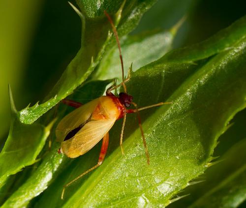 Réf. 88 830 : Adelphocoris sp.