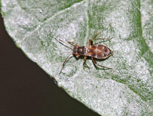 Pilophorus sp.