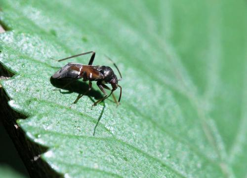 Pilophorus sp.