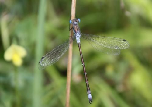 Lestes dryas