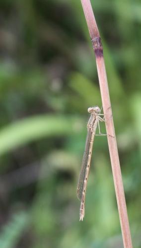 Réf. 88 548 : Sympecma fusca