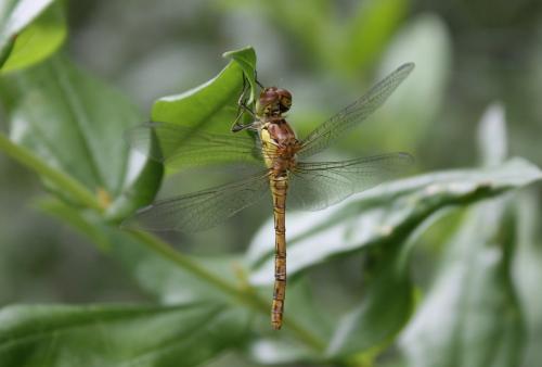 Sympetrum striolatum