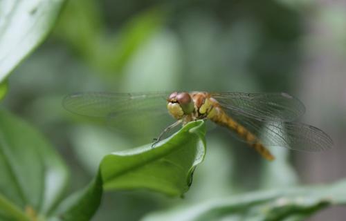 Sympetrum striolatum