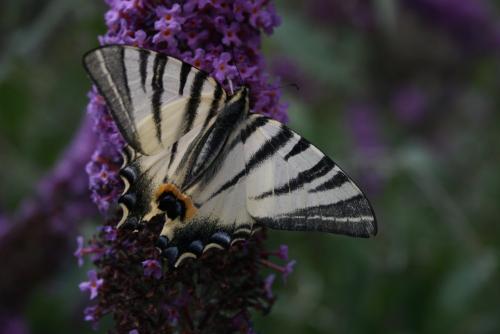 Réf. 88 831 : Iphiclides podalirius