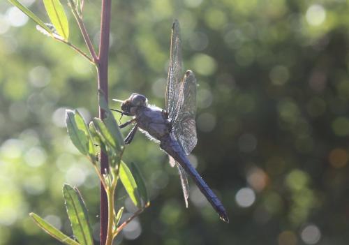 Orthetrum brunneum