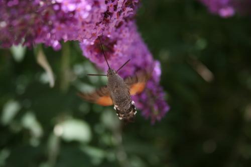 Macroglossum stellatarum