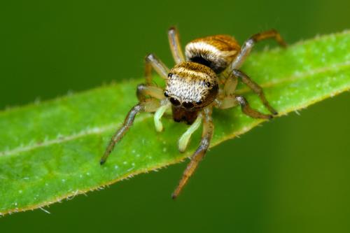 Heliophanus tribulosus