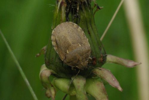 Eurygaster maura