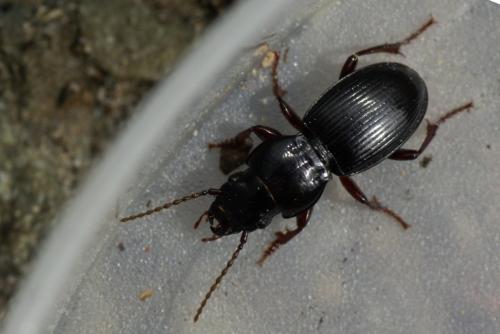 Réf. 88 696 : Molops piceus