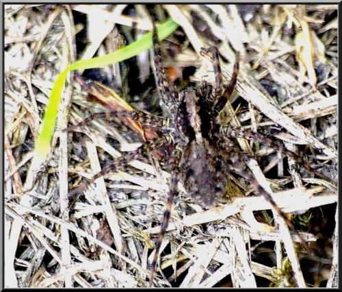 Réf. 88 197 : Pardosa amentata
