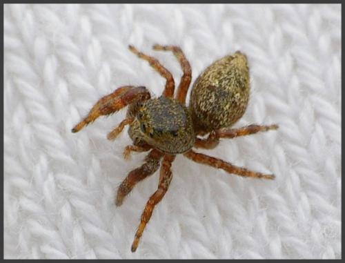 Dendryphantes rudis