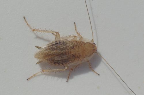 Ectobius pallidus