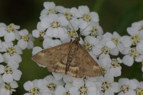 Pyrausta despicata