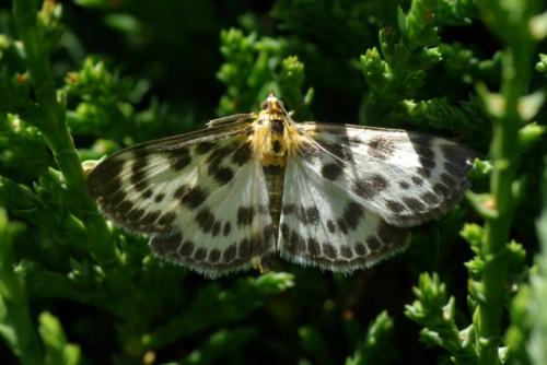 Réf. 88 051 : Anania hortulata