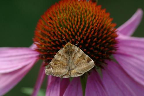 Euclidia glyphica