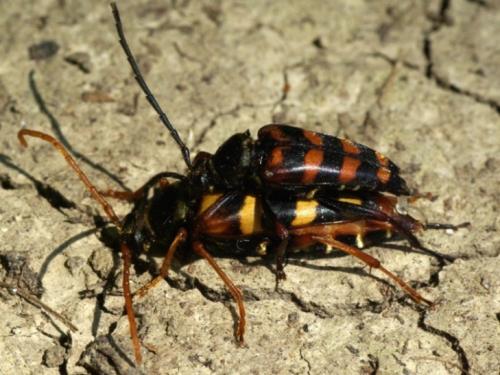 Leptura aurulenta