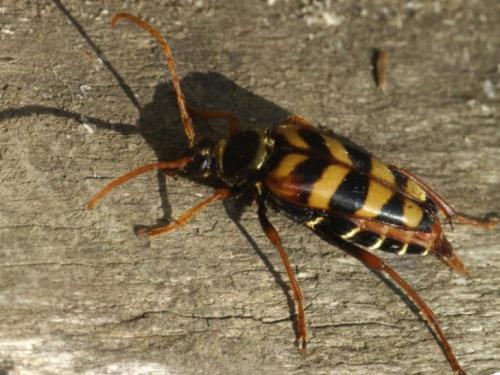 Leptura aurulenta