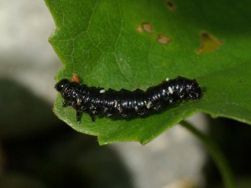 Réf. 88 333 : Agelastica alni