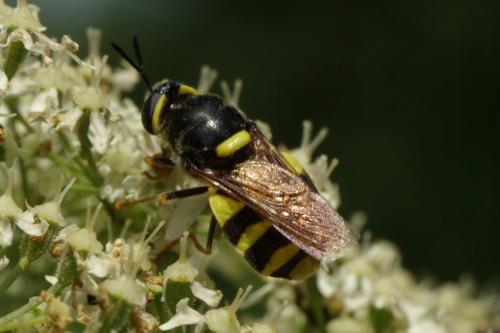 Stratiomys potamida