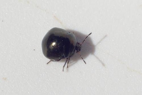 Coptosoma scutellatum