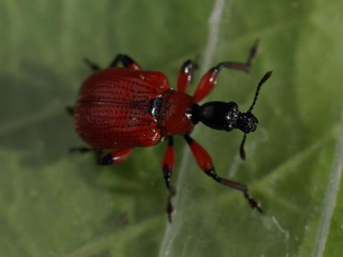 Apoderus coryli