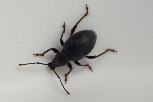 Réf. 88 451 : Otiorhynchus meridionalis