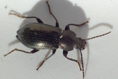 Réf. 88 501 : Stenomax aeneus
