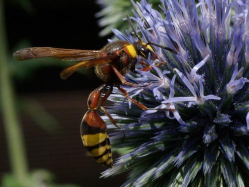 Réf. 88 572 : Delta unguiculatum