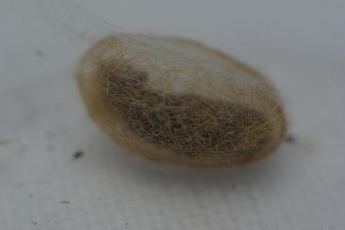 Phragmatobia fuliginosa