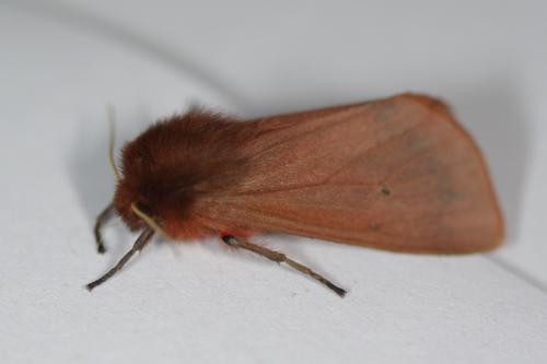 Réf. 88 978 : Phragmatobia fuliginosa