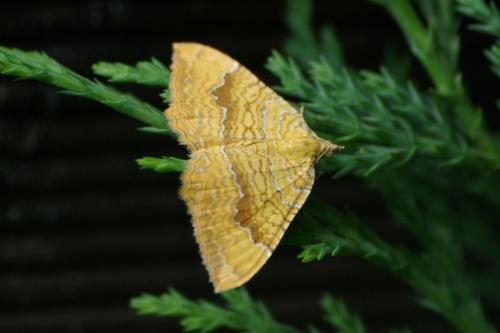 Réf. 88 036 : Camptogramma bilineata