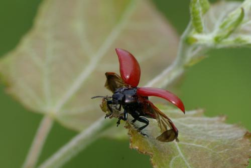 Chrysomela populi