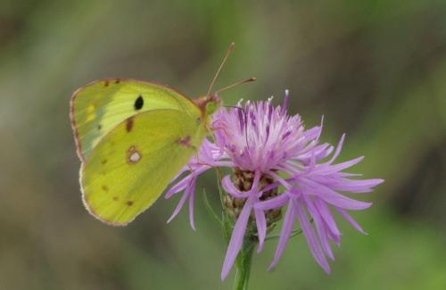 Colias sp.