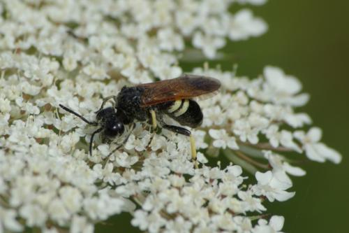Réf. 88 869 : Cephaledo bifasciata rossii