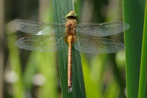 Aeshna isoceles