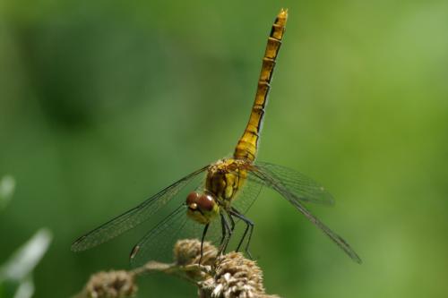 Sympetrum sanguineum