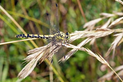 Onychogomphus forcipatus