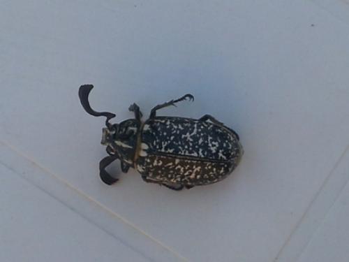 Polyphylla fullo