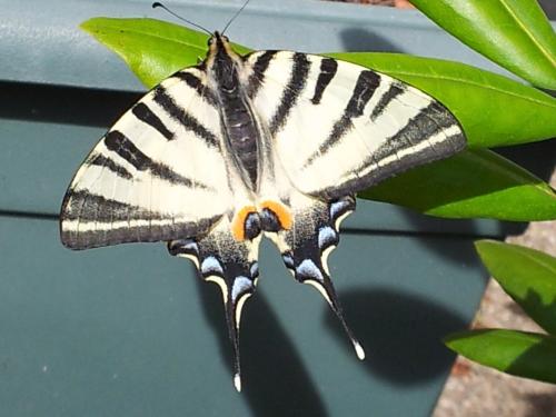 Réf. 88 970 : Iphiclides podalirius