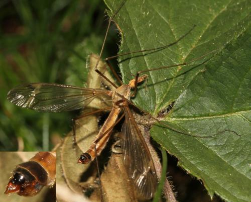 Réf. 88 141 : Tipula fascipennis