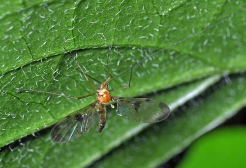 Réf. 88 306 : Macrocera phalerata